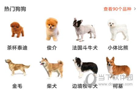 宠物市场(图8) 宠物市场(图8)