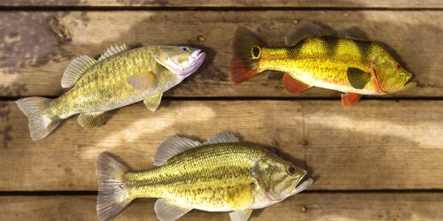 FishingPlanet手机版