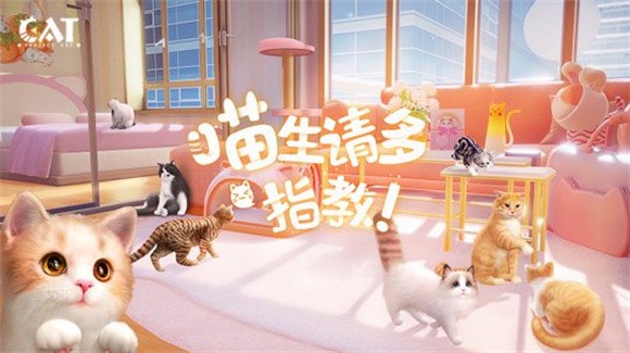 我和我的猫