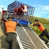 家畜运输卡车(Farm Animal Truck Transporter)
