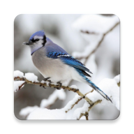 Blue Jay Wallpapers