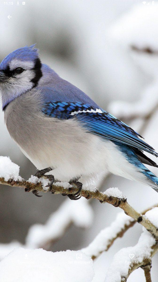 Blue Jay Wallpapers