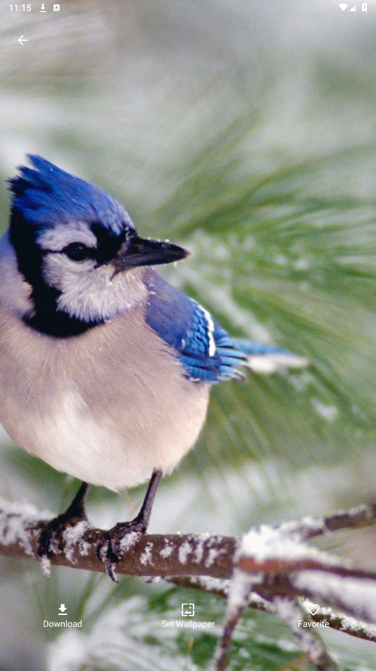 Blue Jay Wallpapers