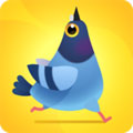 Pigeon Pop手游