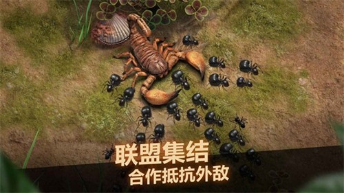 小小蚁国台湾版