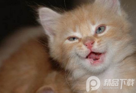 宠物训养小课堂软件