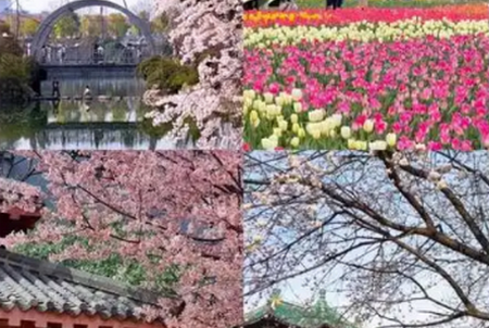 花朵物语识别软件下载